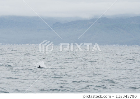 Killer whales visiting the Shiretoko Peninsula 118345790