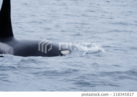 虎鯨造訪知床半島 虎鯨造訪知床半島 118345817