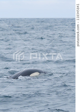 Killer whales visiting the Shiretoko Peninsula Killer whales visiting the Shiretoko Peninsula 118345841