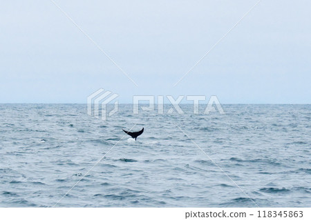Killer whales visiting the Shiretoko Peninsula Killer whales visiting the Shiretoko Peninsula 118345863