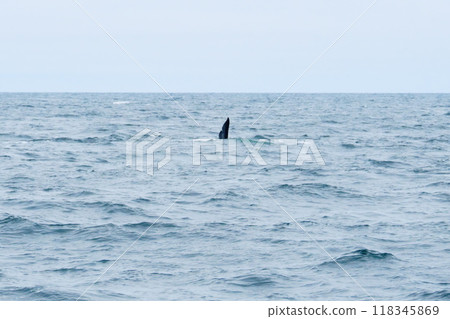 Killer whales visiting the Shiretoko Peninsula Killer whales visiting the Shiretoko Peninsula 118345869