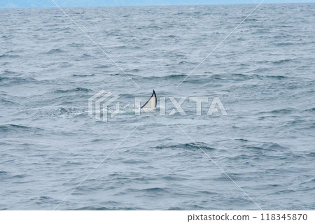 虎鯨造訪知床半島 118345870