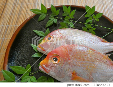 A beautiful fish with a yellowish red color. A photo of the red sea bream, also known as the celebration sea bream. 118346425