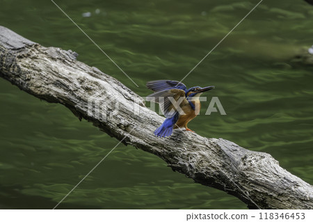 翠鳥飛離浮木 翠鳥飛離浮木 118346453