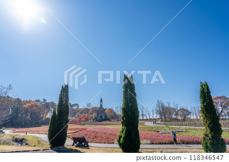 A church seen beyond the flower fields of Hirugano Plateau Pastoral Village in autumn, Gujo City, Gifu Prefecture 118346547