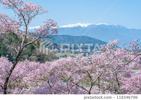長野縣伊那市，號稱全國第一櫻花的高遠城跡公園，櫻花盛開與中央阿爾卑斯山殘雪連綿 118346706