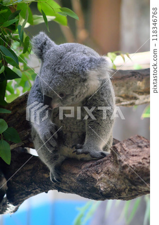Koala eating eucalyptus① 118346768