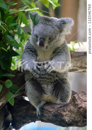 Sitting koala① 118346769