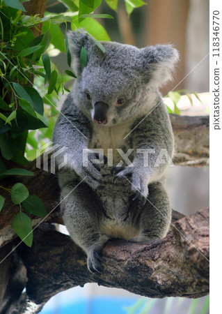 Sitting koala② 118346770