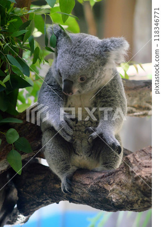 Sitting koala③ 118346771