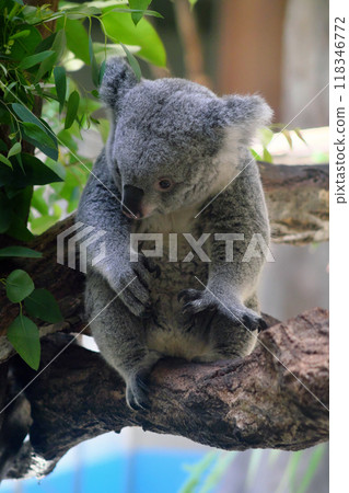 坐著的無尾熊④ 坐著的無尾熊④ 118346772