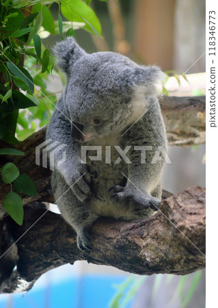 無尾熊坐著⑤ 118346773