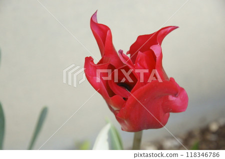 Tulip 118346786
