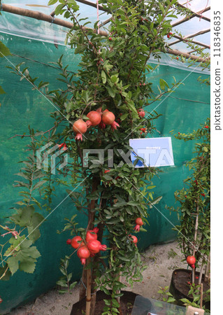Pomegranate on plant in farm for harvest 118346835