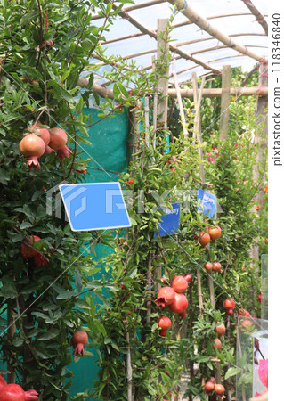 Pomegranate on plant in farm for harvest 118346840