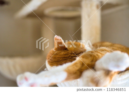 在貓塔放鬆休息 在貓塔放鬆休息 118346851