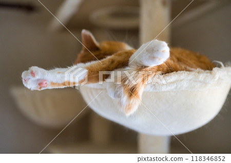 在貓塔放鬆休息 118346852