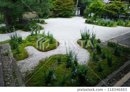 源氏花園盛開 118346883