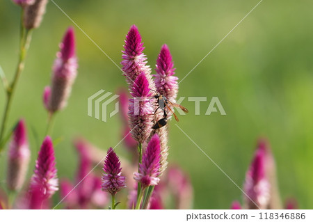 粉紅色的雞冠花花和蜜蜂 118346886