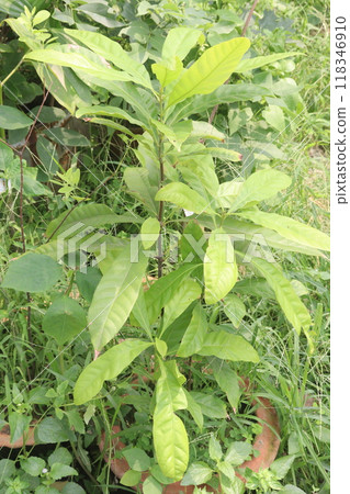 Pouteria caimito fruit plant on farm 118346910