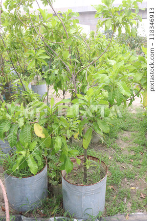 Pouteria caimito fruit plant on farm Pouteria caimito fruit plant on farm 118346913