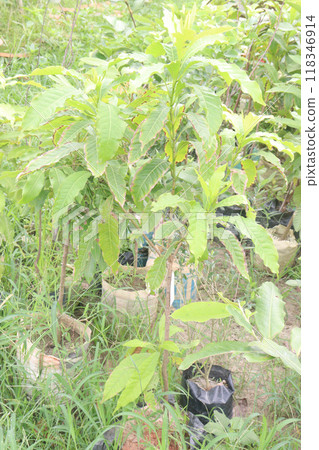 Pouteria caimito fruit plant on farm 118346914