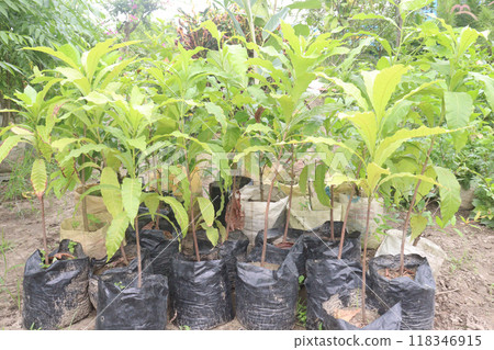 Pouteria caimito fruit plant on farm 118346915