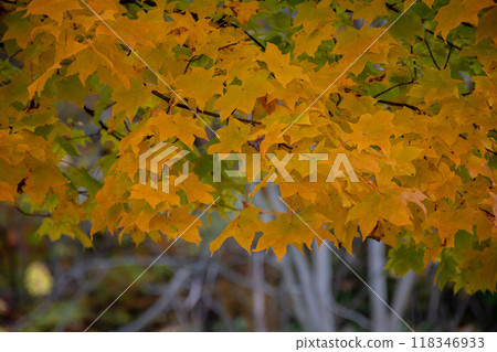 autumn yellow maple 118346933