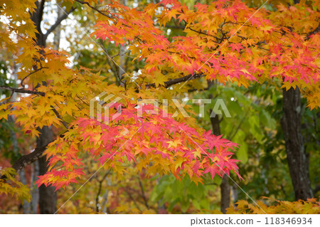 Autumn park maple Autumn park maple 118346934