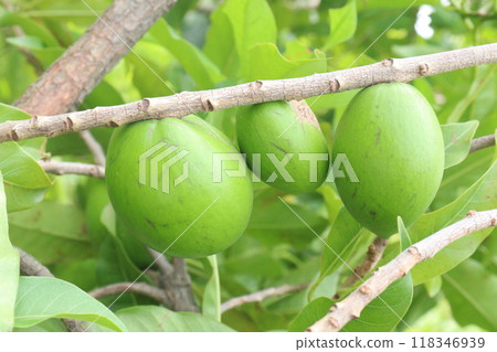 Pouteria caimito fruit on tree in farm 118346939