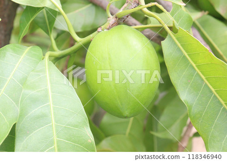 Pouteria caimito fruit on tree in farm 118346940