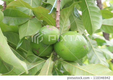Pouteria caimito fruit on tree in farm 118346942