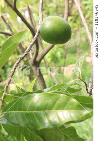 Pouteria caimito fruit on tree in farm Pouteria caimito fruit on tree in farm 118346945