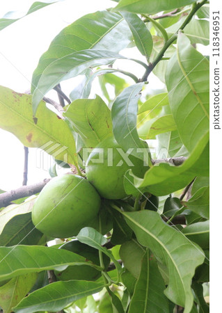 Pouteria caimito fruit on tree in farm Pouteria caimito fruit on tree in farm 118346951