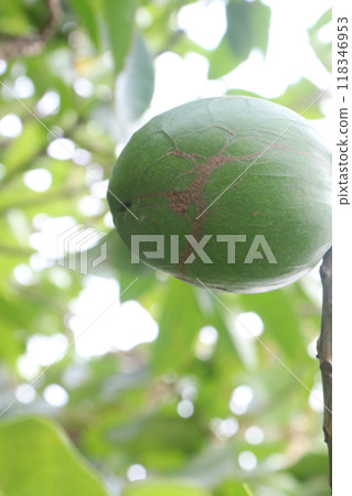 Pouteria caimito fruit on tree in farm 118346953