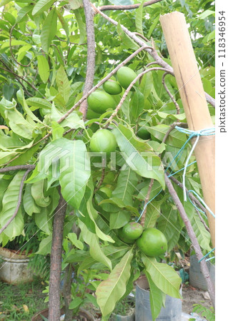 Pouteria caimito fruit on tree in farm 118346954