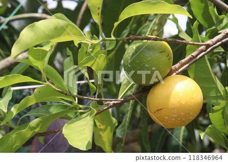 Pouteria caimito fruit on tree in farm 118346964