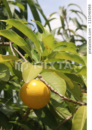 Pouteria caimito fruit on tree in farm Pouteria caimito fruit on tree in farm 118346966