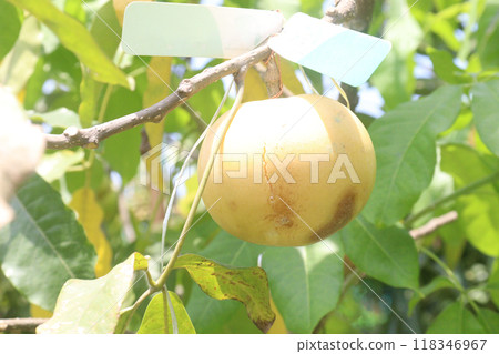 Pouteria caimito fruit on tree in farm 118346967