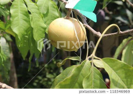 Pouteria caimito fruit on tree in farm Pouteria caimito fruit on tree in farm 118346969