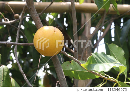 Pouteria caimito fruit on tree in farm Pouteria caimito fruit on tree in farm 118346973