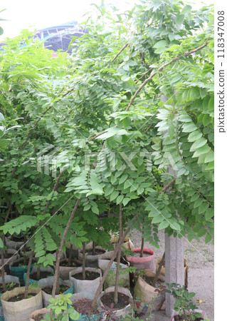 Phyllanthus acidus tree plant on pot Phyllanthus acidus tree plant on pot 118347008