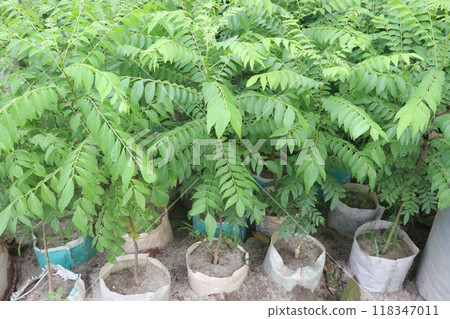 Phyllanthus acidus tree plant on pot Phyllanthus acidus tree plant on pot 118347011