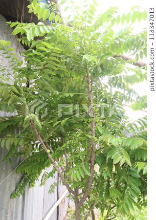 Phyllanthus acidus tree plant on pot Phyllanthus acidus tree plant on pot 118347013