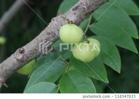 Phyllanthus acidus on tree in farm Phyllanthus acidus on tree in farm 118347015