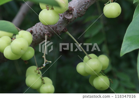 Phyllanthus acidus on tree in farm 118347016