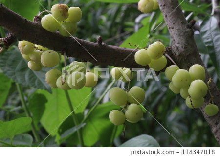 Phyllanthus acidus on tree in farm 118347018