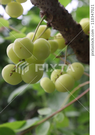 Phyllanthus acidus on tree in farm Phyllanthus acidus on tree in farm 118347021