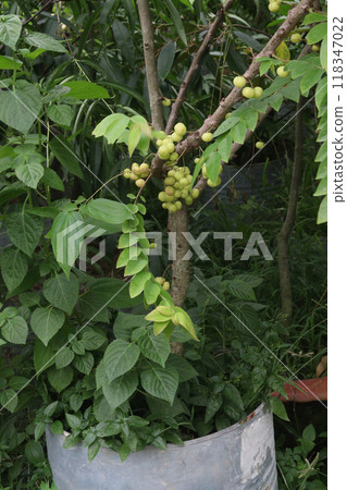 Phyllanthus acidus on tree in farm Phyllanthus acidus on tree in farm 118347022