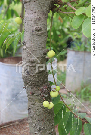Phyllanthus acidus on tree in farm Phyllanthus acidus on tree in farm 118347024